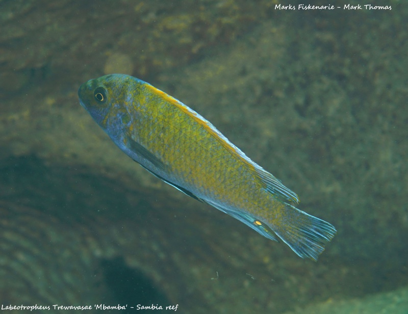Labeotropheus trewavasae 'Sambia Reef'
